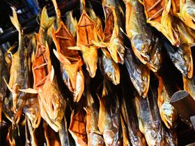 ���R�ɕ��i���ꂽ���V�u�|���g�R�^���v�ŃA�C�k�����̓a���ɏo��I�̋L���T���l�C��