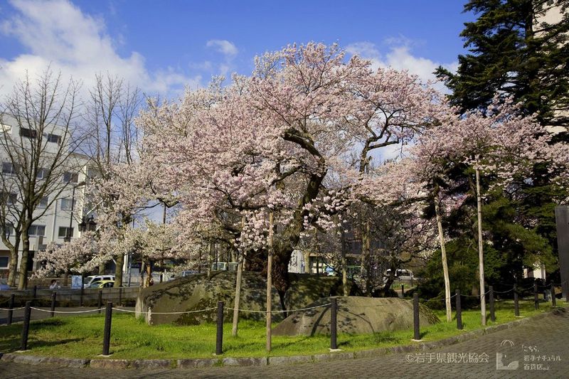 天然記念物「石割桜」はバスに乗っていると窓から見える