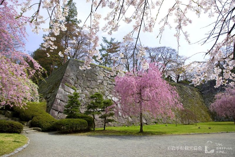 美しき城壁と桜のコラボ！「さくらの名所100選・盛岡城跡」