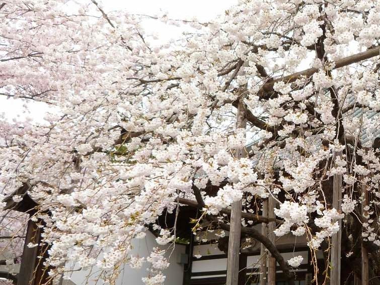 盛岡には国の天然記念物の桜が２つ！龍谷寺の「モリオカシダレ」