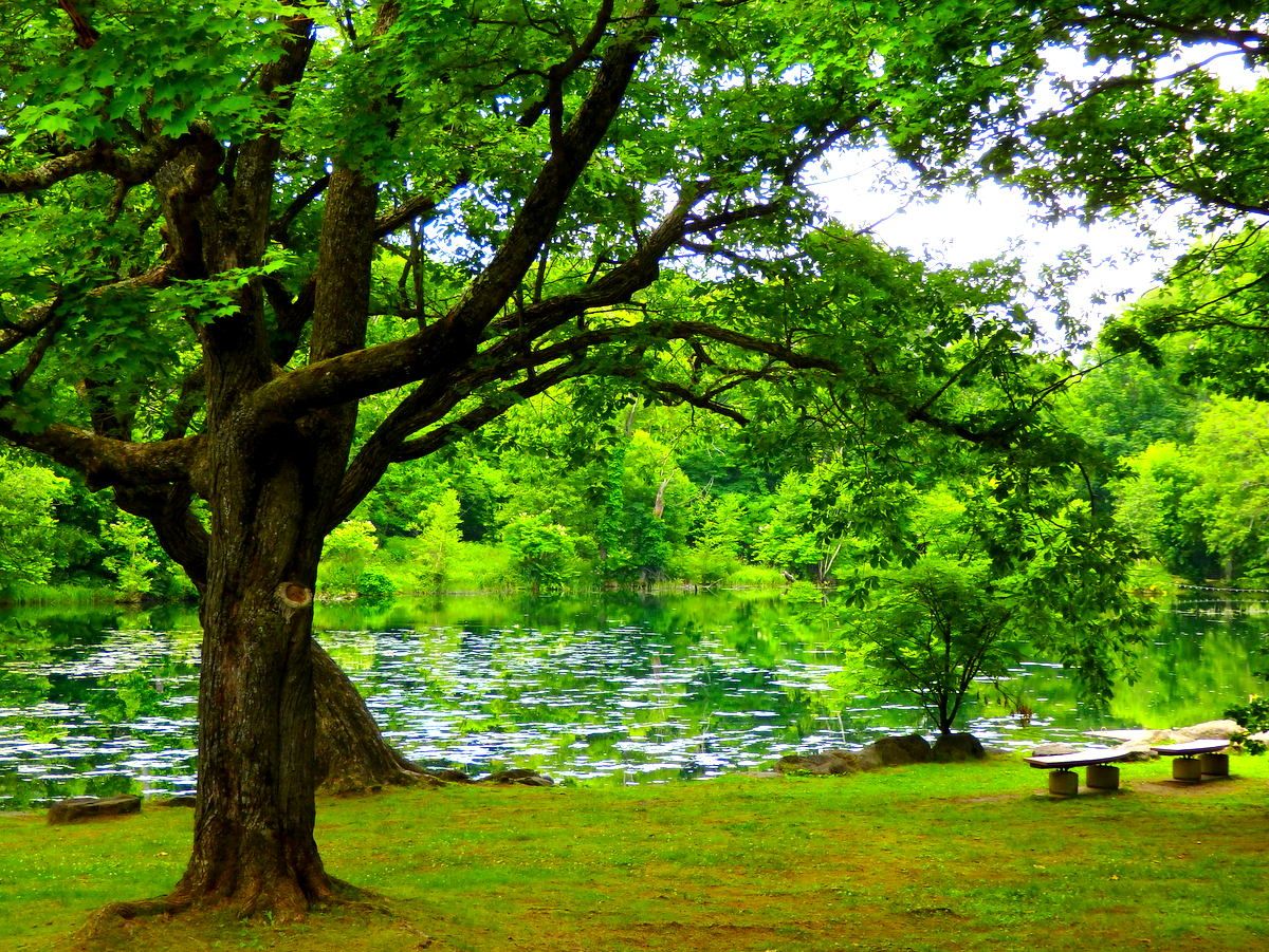 惹きこまれる緑の絶景！エメラルドグリーンの「鳥沼公園」