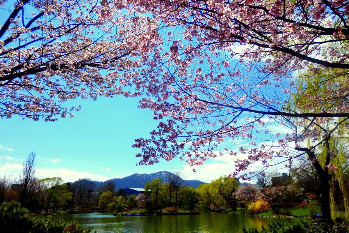 ここはNYのセントラルパーク!?札幌・中島公園の新緑と桜色の春