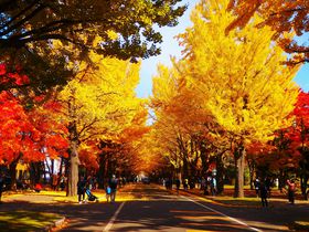 �k�C����w�u�C�`���E���؁v�ōg�t���I2019�N��ʊJ���ƃ��C�g�A�b�v�̋L���T���l�C��