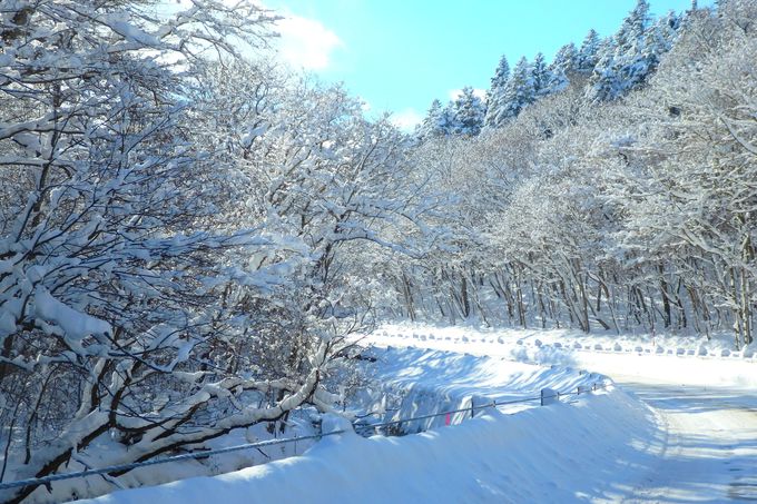 アナ雪 の世界みたいな 霧氷ロード 道道16号 支笏湖への道が美しい 北海道 トラベルjp 旅行ガイド