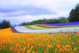 xǖόɂ߂̃zéHiAAqAAJbvȂǃe[}ʂɏЉI̋LTlC