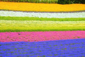 C{[̉ԔExǖut@[xcvSNSfQ̋LTlC