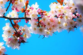 GW�͉Ƒ��ł��Ԍ��I�D�y�u���G���������v�̑厩�R�A�[�g�ɐG���̋L���T���l�C��