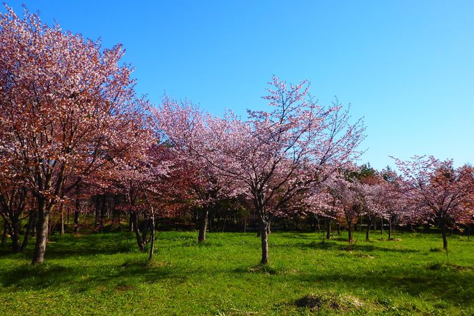 Gwは家族でお花見 札幌 モエレ沼公園 の大自然アートに触れる 北海道 トラベルjp 旅行ガイド