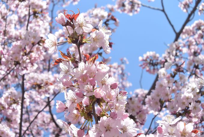 ４月下旬〜５月上旬は桜前線が北海道に上陸！