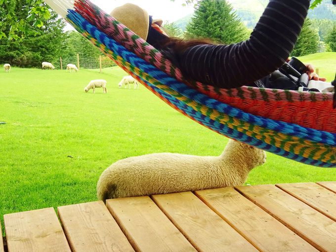 Ƃт̒̌Iíu_CeXvƃt@[GAŁuґȓxQv