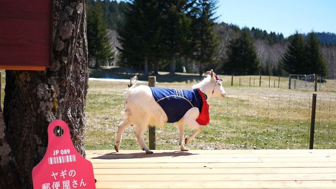 童謡みたい 星野リゾート トマムでヤギの郵便屋さんが子連れ出勤中 北海道 トラベルjp 旅行ガイド