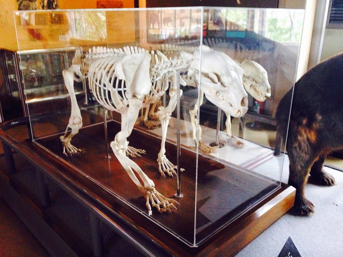 ヒグマ博物館で、ヒトとヒグマの歴史に触れる