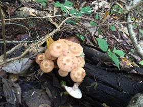 ����ł��̂����I�Q�X�g�n�E�XLAMP�ŏH�����n��̋L���T���l�C��