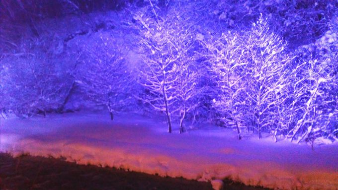 �厩�R�Ɉ͂܂ꂽ�I�V���C�u�j�̓��v