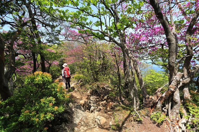 アマギシャクナゲが待っている 百名山 静岡天城山のシャクナゲルート 静岡県 Lineトラベルjp 旅行ガイド