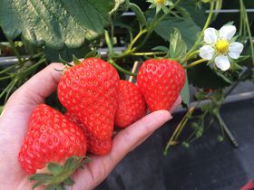 ���������E�C�`�S�p�t�F�E䕑啟���I��ʁu䕂̗��v�ł������Â����̗��𖞋i�̋L���T���l�C��