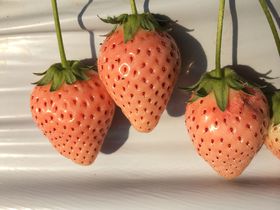 NÁu|v֒WƂ̔E݂ɏo悤I󏭂ȃsNHו̋LTlC