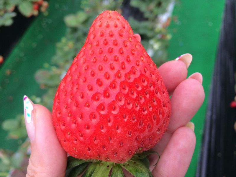 栃木・芳賀で新品種大粒いちごスカイベリー＆苺スイーツを巡る旅！