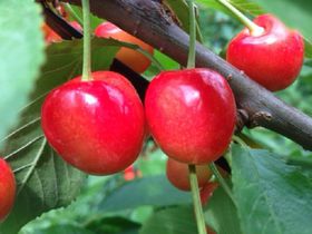 R`EόʎŉڐHוIsNF̓zVFCN\̋LTlC