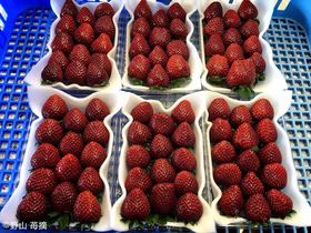 �L���t�F�{���Œ񋟒��̂��낢�������Y�n�ŁI��t�E�Y���_���͂��낢�����̗��̋L���T���l�C��