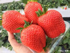 �嗱�X�J�C�x���[�Ɋ��܁I���َq�̏�E�ߐ{�n�[�g�����h�ŋ��傢������聕䕂̃p���P�[�L�I�̋L���T���l�C��