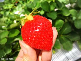 XŉďHIuAO̗点vł˂Ƃ䕂j낤I̋LTlC