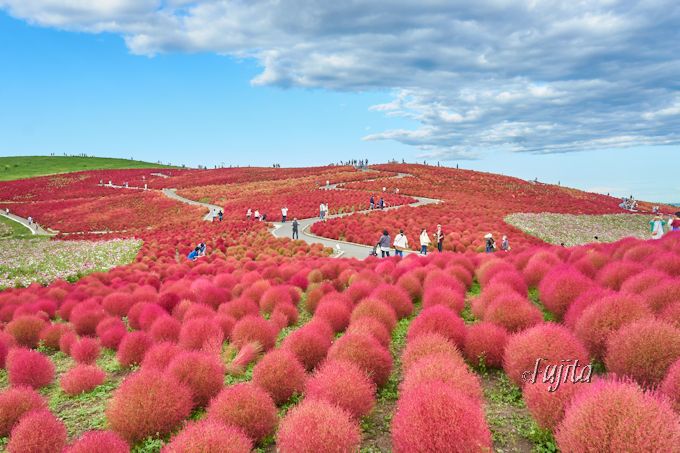 コキアの紅葉10月が見頃 茨城 国営ひたち海浜公園のコキアは必見 茨城県 Lineトラベルjp 旅行ガイド