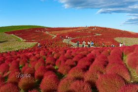 �R�L�A�̍g�t10���������I���E���c�Ђ����C�l�����̃R�L�A�͕K���̋L���T���l�C��