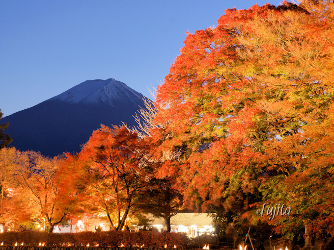 河口湖もみじ回廊の紅葉が富士山とコラボ！ライトアップも必見