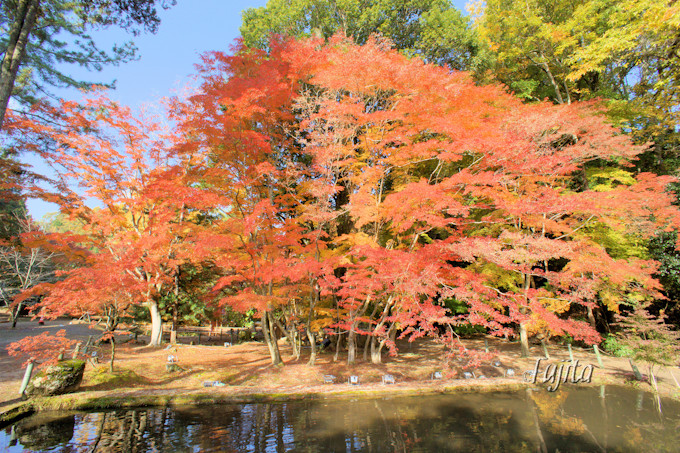 曽木公園の紅葉はライトアップが凄い 岐阜の紅葉狩り名所 岐阜県 トラベルjp 旅行ガイド