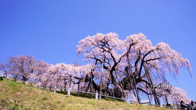 三春滝桜はライトアップも必見！福島の人気一本桜お花見攻略法 | 福島 
