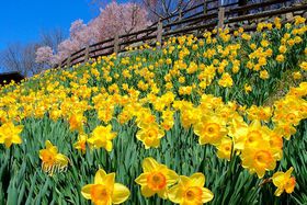 Ɛ̐iIcsEMBۉyuՂv̋LTlC