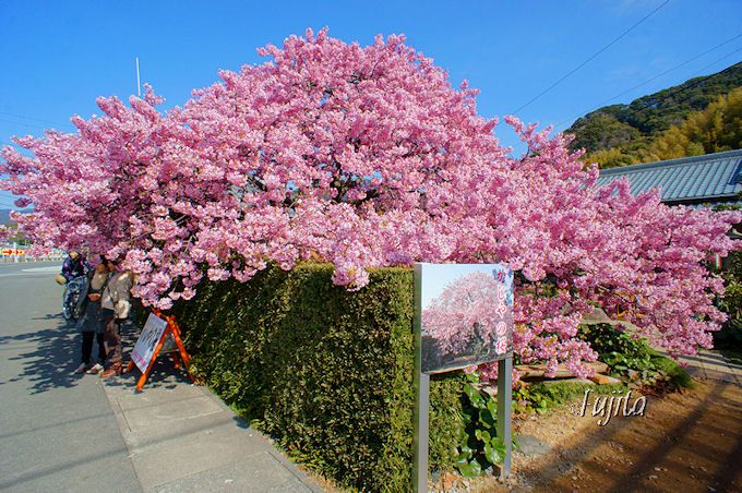 河津桜まつり一番の絶景「かじやの桜」！絶景ポイント１