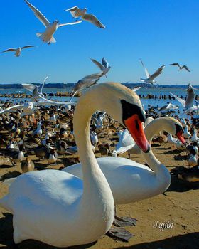 �����E�k�Y�u�����̗��v��SNS�f�����Q�I�P����悤�Ȏʐ^���B�e�\�̋L���T���l�C��