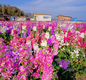 ���t�̐�i�I���ԒÂ̂��Ԕ��ƐH�p�؉ԓE�݁`��[���s��q�`�̋L���T���l�C��