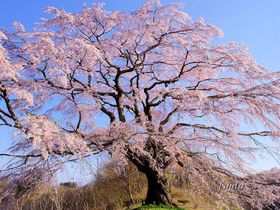 福島県・あぶくま桜回廊の一本桜5選！三春滝桜の子孫桜も絶景