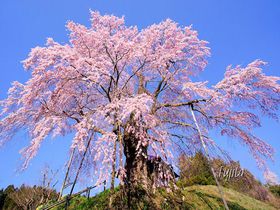 一本桜が魅せる全国の名所 三春滝桜から穴場の桜まで14選