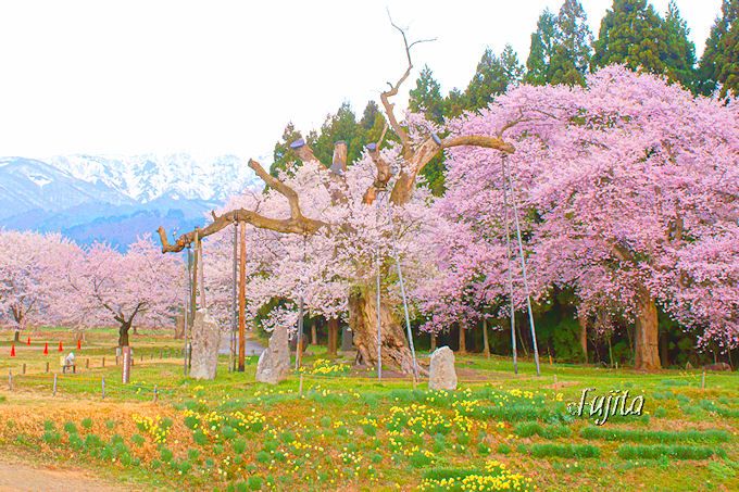 絶景の周辺環境が最高！釜の越桜(置賜さくら回廊、白鷹町)