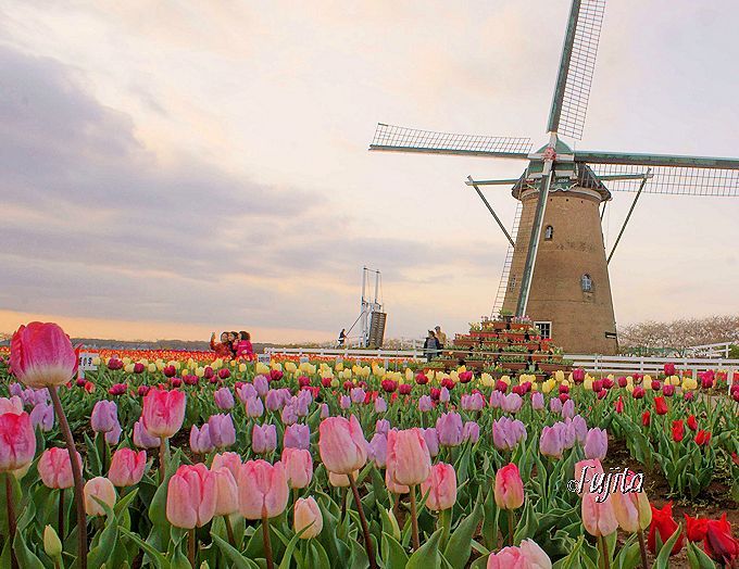 佐倉を観光するなら「オランダ風車」「国立歴史博物館」「ひよどり坂」
