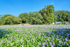 zeCAICrɖߐsIscsE̊ՓIȐi̋LTlC