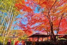 �C�P���̍g�t�����T�I�I����X���ӂ̖����g�t���X�|�b�g�̋L���T���l�C��