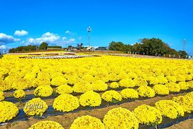 �R��ʂ̏��e����i�I�Q�n�̊ό��n�u�����ڂ菬�e�̗��v�̋L���T���l�C��