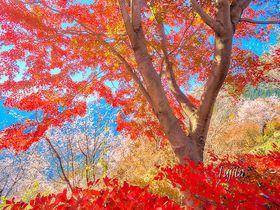 紅葉と桜が同時に見頃！埼玉「城峯公園」冬桜の花見と紅葉狩り