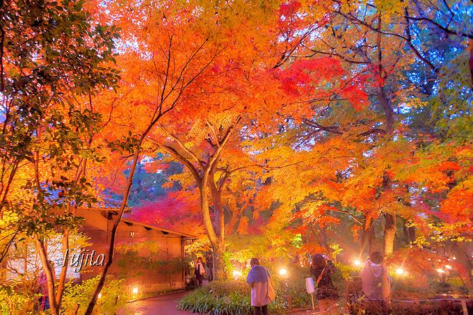 埼玉・平林寺門前「睡足軒」の紅葉ライトアップが絶景！