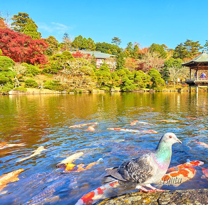 千葉県で一番早く一番遅い紅葉？「成田山公園」は晩秋も紅葉見頃！