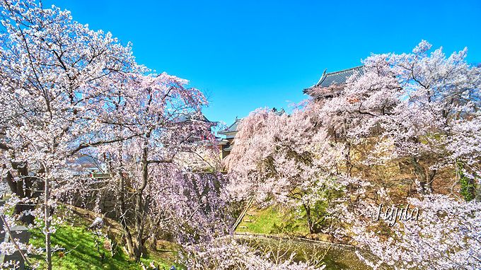 上田城「千本桜まつり」は、北櫓付近が圧倒的な絶景！