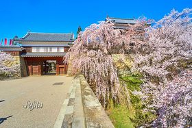 ^cۂ̕䂪ỉԌɁIMBEcu{܂v̋LTlC