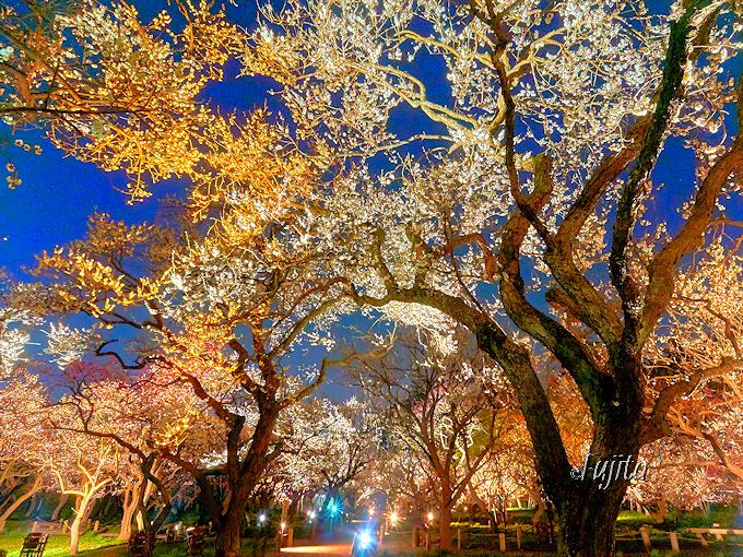 水戸の梅まつりも見逃すな！日本三名園に数えられる茨城観光スポット「偕楽園」