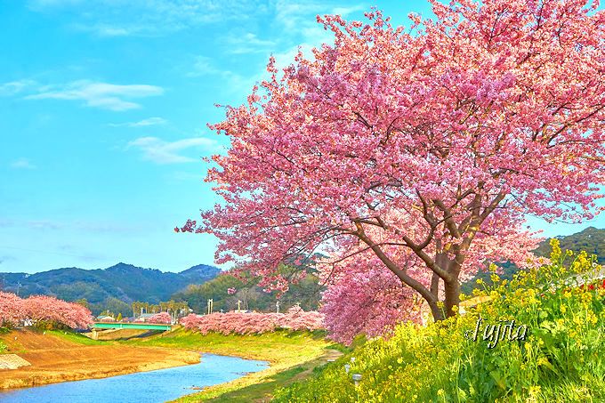 早春の伊豆で河津桜の絶景を おすすめ名所 観光スポット10選 21 Lineトラベルjp 旅行ガイド