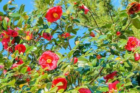 ���{��1000�i��̒֍Ղ�I�ɓ��s�E�����R�����u�΂��ӏ܉�v�̋L���T���l�C��